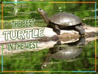 The_Best_Turtle_in_the_West